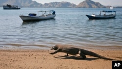 Komodo berjalan di pantai di Pulau Komodo, Kamis, 30 April 2009. (Foto: AP)