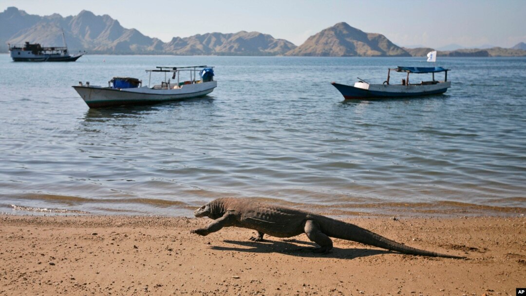Seekor komodo berjalan di pantai Pulau Komodo, provinsi NTT (foto: dok). 