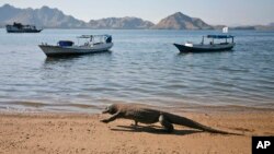 Seekor komodo berjalan di pantai Pulau Komodo, provinsi NTT (foto: dok). 