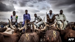 Un groupe de bergers vendant des vaches attendent des clients au marché aux bestiaux de Kara à Lagos, au Nigéria, le 10 avril 2019.