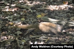 The mongoose was brought to the Virgin Islands to kill rats in the sugar cane fields. But they preyed largely on native bird and turtle eggs.