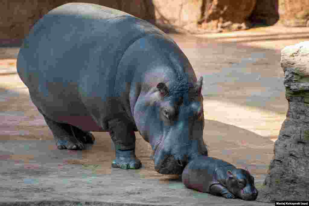 Seekor induk kuda nil (hippopotamus) bersama bayinya yang baru berusia 3 hari di kebun binatang Africarium di Wroclaw, Polandia.