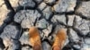 File — A man stands in a sun-baked dried up watering hole in Mana Pools National Park, Zimbabwe, as the United Nations' food agency says months of drought in southern Africa, triggered by the El Nino weather phenomenon, has had a devastating impact on more than 27 million people.