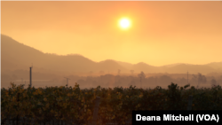 The sun rises over an abandoned vineyard in Sonoma County, California, as wildfires continue to spread throughout the region, Oct. 12, 2017. (D. Mitchell/VOA)
