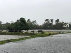 Cattle stand in a flooded field as Typhoon Molave sweeps through Hoi An, Vietnam, Oct. 28, 2020, in this image obtained from social media.