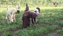 د پښتونخوا کروندګرو د صوبایي حکومت د زرعي اینکم ټيکس قانون رد کړی او دا یې يو ناجايزه ګام بللی