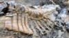 Scientists Excavate Full Dinosaur Tail in Mexico