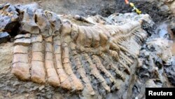 A fossilized tail of a duck-billed dinosaur, or hadrosaur, is seen in the Municipality of General Cepeda, Coahuila in this handout picture by Mexico's National Institute of Anthropology and History (INAH) made available to Reuters on July 22, 2013. 