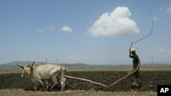 FILE - A farmer plows his land on the outskirts of the Ethiopian capital, Addis Ababa, May 10, 2005.