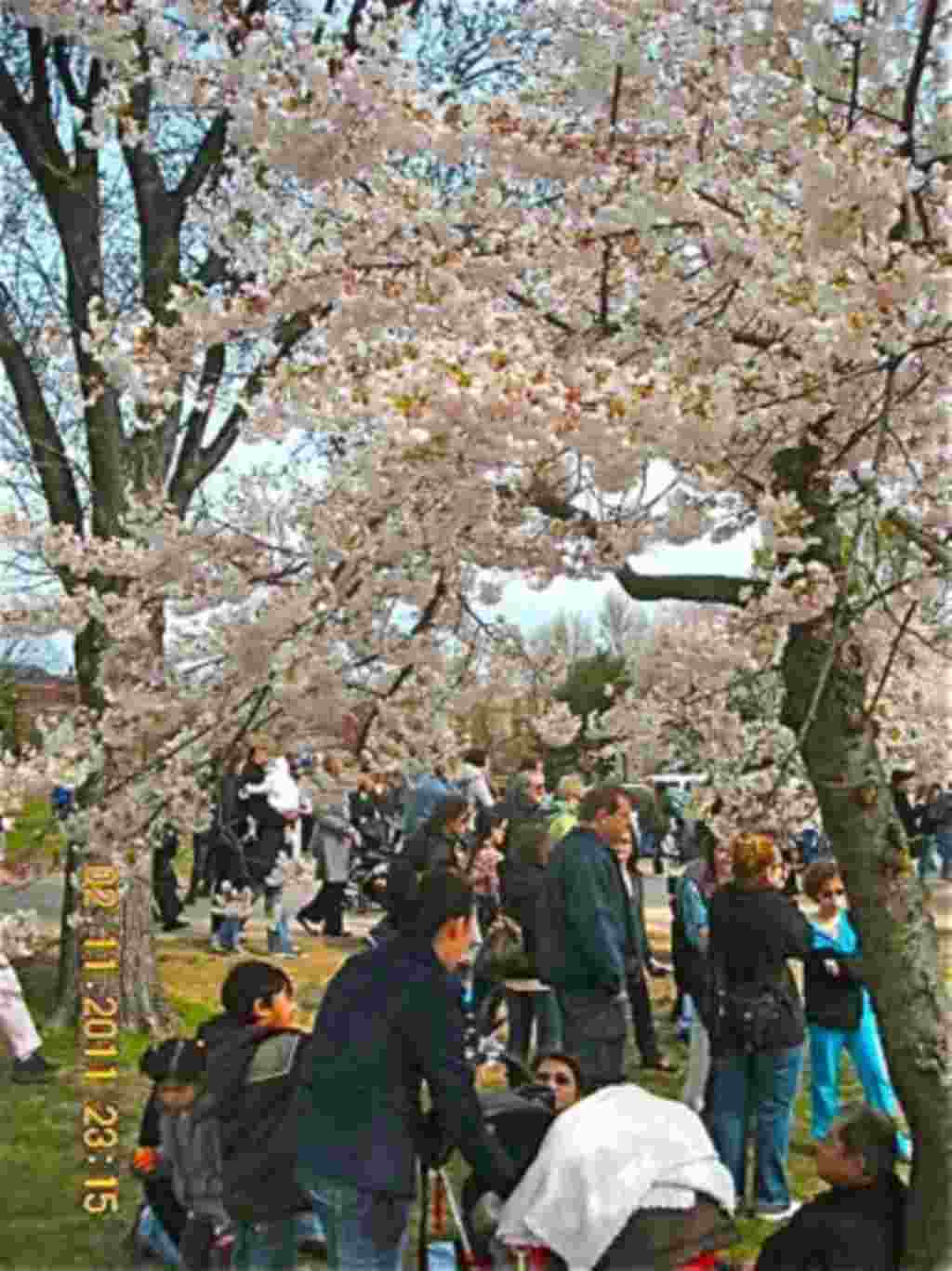 فستیوال شکوفه های گیلاس در واشنگتن ۲۰۱۱