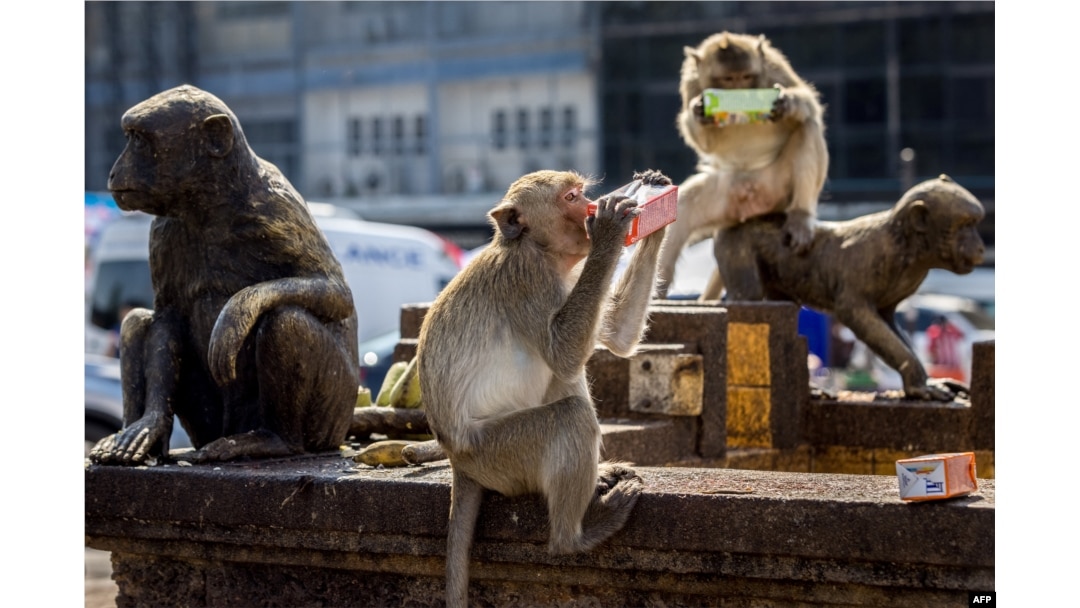 To Have a Monkey on Your Back' Is No Laughing Matter