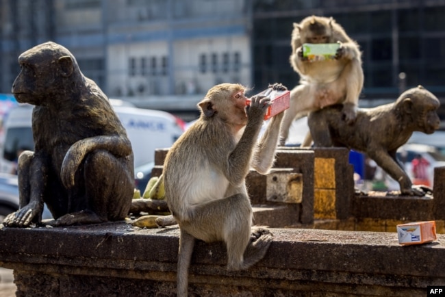 Macaque monkeys drink from juice cartons beside monkey statues outside the Phra Prang Sam Yod temple during the annual Monkey Buffet Festival in Lopburi province, north of Bangkok on November 28, 2021. (Photo by Jack TAYLOR / AFP)