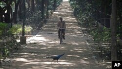 India Avian Flu: A peacock crosses a pathway as a park worker rides a bicycle inside the closed Deer park in New Delhi, India, Friday, Oct. 21, 2016.