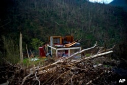 FILE - The foundation of a house stands amid broken trees in the mountains after Hurricane Maria in Morovis, Puerto Rico, Sept. 30, 2017. Environmental groups and volunteers are gathering native seeds to replant forests across the U.S. territory and grafting broken coral back onto shattered reefs to help repair damage in the largest-ever effort of its kind for Puerto Rico.