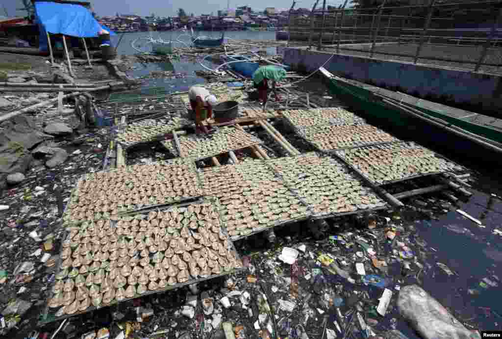 Workers collect dried fish from a plastic fish drying mesh placed over a polluted river in Navotas city, north of Manila, Philippines. The dried fish are being sold at a market for 150 pesos ($3.40) per kilogram.