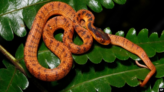 In this undated photo, a twin slug snake rests on a leaf. The twin slug snake is among 224 new species listed in the World Wildlife Fund's latest update on the Mekong region. (World Wildlife Foundation via AP)