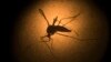 Un moquito Aedes aegypti, transmisor del dengue y el zika.