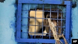 FILE - A prisoner looks out of his cell window at the main prison in Kandahar, Afghanistan.