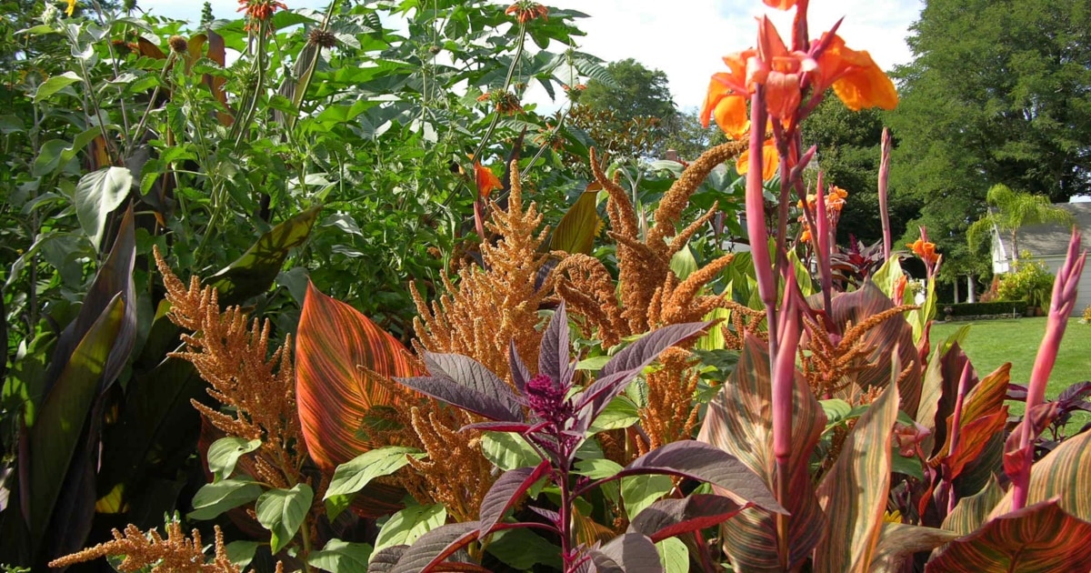 Tropical Plants大好き 10886dcf-65f9-49ce-8041-