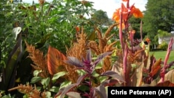 FILE - This 2006 image provided by Chris Petersen shows an orange canna plant in bloom at Landcraft Environmentals in Mattituck, N.Y. (Chris Petersen via AP)