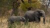 Indlovu eHwange National Park, Zimbabwe. (Columbus Mavhunga/VOA)