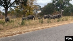 FILE - Elephants roam in Hwange National Park, Zimbabwe's biggest animal sanctuary, June 2019. (Columbus Mavhunga/VOA)