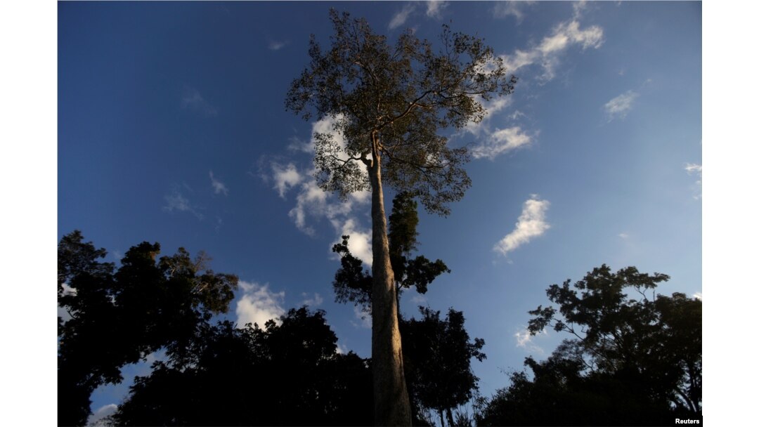 A Seringueira rubber tree, which is native to the Amazon rainforest, stands in Chico Mendes Extraction Reserve in Xapuri, Acre state, Brazil, June 24, 2016.
