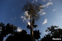 A Seringueira rubber tree, which is native to the Amazon rainforest, stands in Chico Mendes Extraction Reserve in Xapuri, Acre state, Brazil, June 24, 2016.