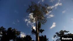 A Seringueira rubber tree, which is native to the Amazon rainforest, stands in Chico Mendes Extraction Reserve in Xapuri, Acre state, Brazil, June 24, 2016. 