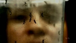 Florida Fights Zika by Killing Mosquitoes