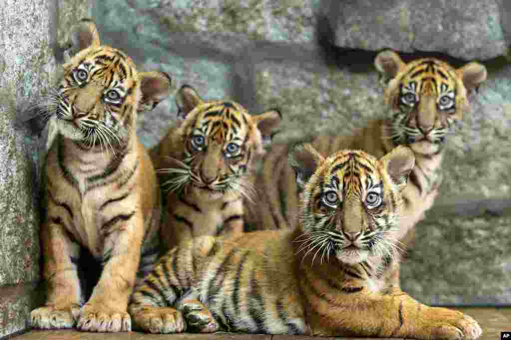 Four Sumatran tiger cubs are seen at the Wroclaw zoo, which is celebrating the birth of the critically endangered predators, in Wrocław, Poland, Oct. 17, 2024, in this photo released by ZOO Wroclaw.