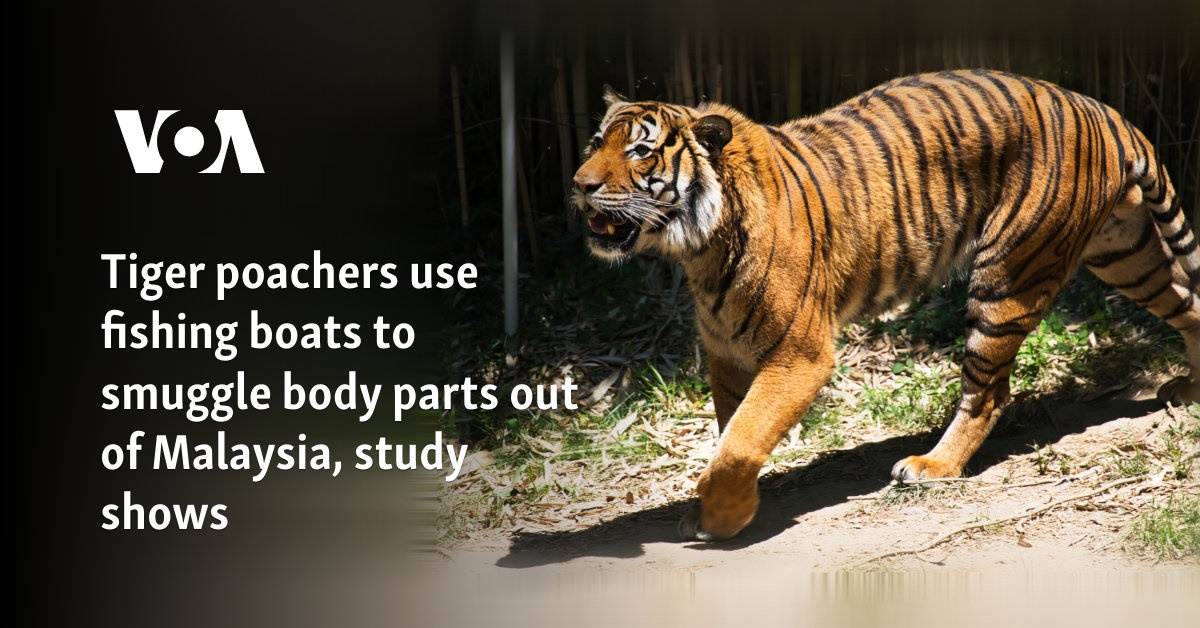 Tiger poachers use fishing boats to smuggle body parts out of Malaysia, study shows