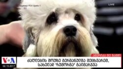 ამერიკა 60 წამში