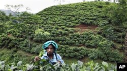 An Indian tea worker plucks tea leaves at the Amchong estate in Digaru district of India's northeastern Assam state (file photo – 27 May 2010)