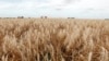 US Finds Unapproved Genetically Modified Wheat in Oregon