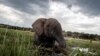 Tanzanie: un homme tué par un éléphant dans la réserve du Ngorongoro