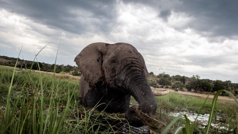 Tanzanie: un homme tué par un éléphant dans la réserve du Ngorongoro