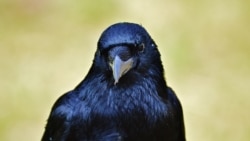 Some people can imitate crow sounds. But crows are also good mimics. These birds can learn to imitate the sounds of other animals, including people.