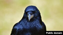 Some people can imitate crow sounds. But crows are also good mimics. These birds can learn to imitate the sounds of other animals, including people.