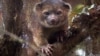 El olinguito, miembro más pequeño de la familia de los mapaches, habita en las selvas de Colombia y Ecuador. 