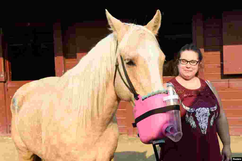 A horse from Chalk Hill Ranch is given a saline breathing treatment at the Sonoma County Fairgrounds during an evacuation from the Kincade fire in Santa Rosa, California, Oct. 28, 2019.