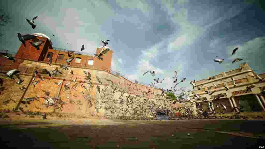 ملتان میں اولیا کی درگاہوں کے علاوہ قلعہ کہنہ قاسم باغ میں بھی ہزاروں کبوتر دانا چگنے اور پانی کی تلاش میں جمع ہوتے ہیں۔