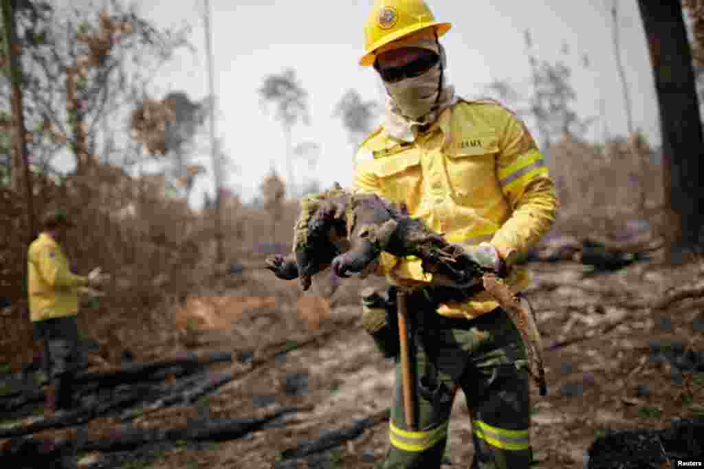A Brazilian Institute for the Environment and Renewable Natural Resources (IBAMA) fire brigade member holds a dead anteater while attempting to control hot points in a tract of the Amazon jungle near Apui, Amazonas State, Aug. 11, 2020.