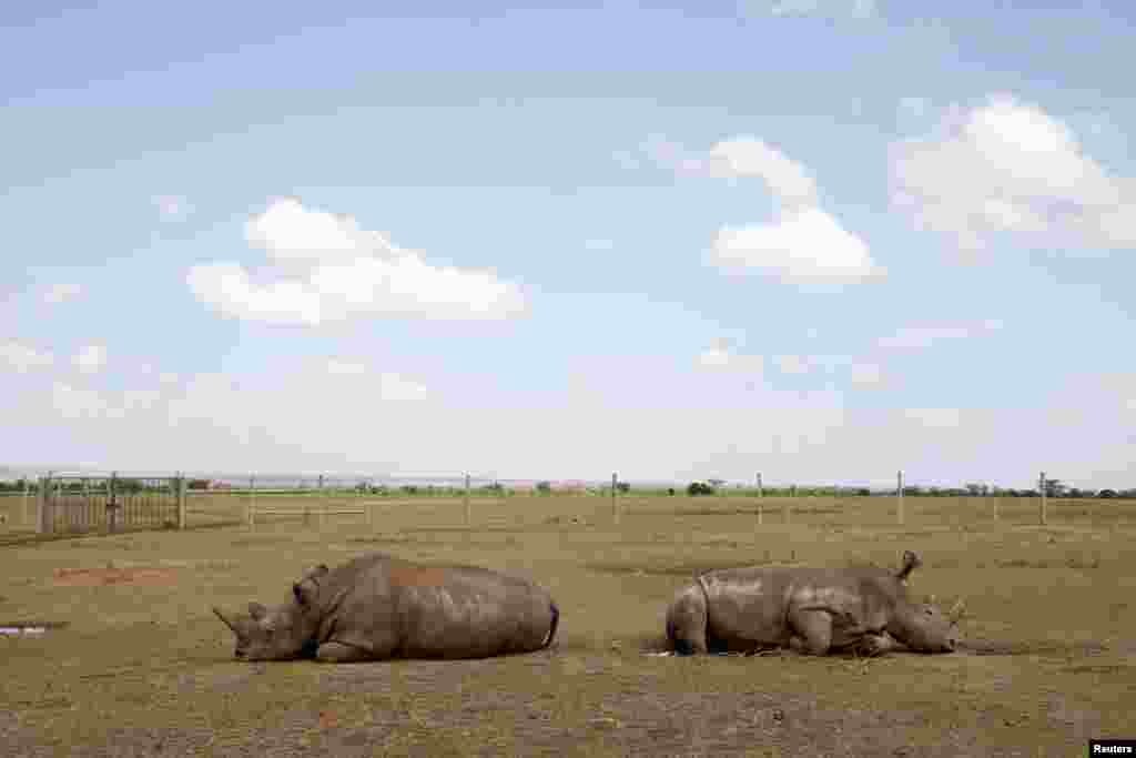 Najin (kiri) dan anaknya Patu, dua ekor badak putih betina terakhir di utara khatulistiwa, istirahat di kandangnya di taman suaka Ol Pejeta, taman nasional Laikipia, Kenya.