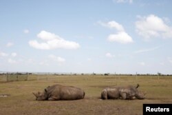 Nađim (levo) i njena ćerka Patu, posljednje dvije ženke sjevernog bijelog nosoroga na svijetu, leže unutar ograde u Ol Peđeta rezervatu u Laikipia nacionalnom parku, Kenija, 7. marta 2018.