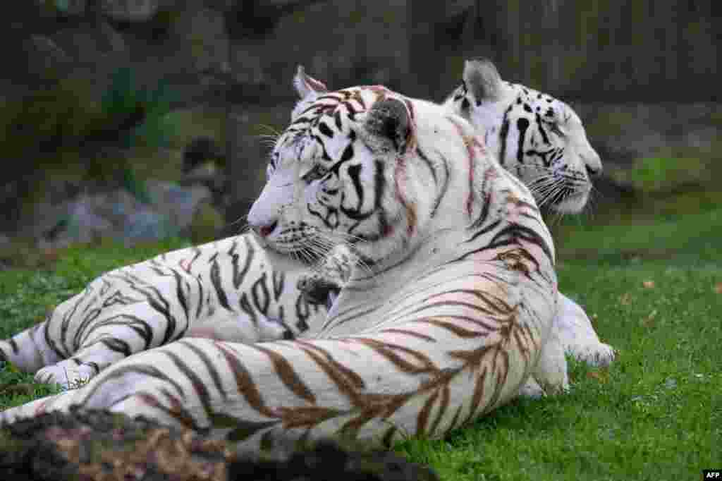 White tigers Olga and Ashka rest at the Zoo Pessac-Bordeaux in Pessac, France.