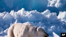 A collared polar bear with her cub walking on the ice in Alaska (file photo).