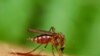 Dengue Cases Rise Sharply in Southeast Asia