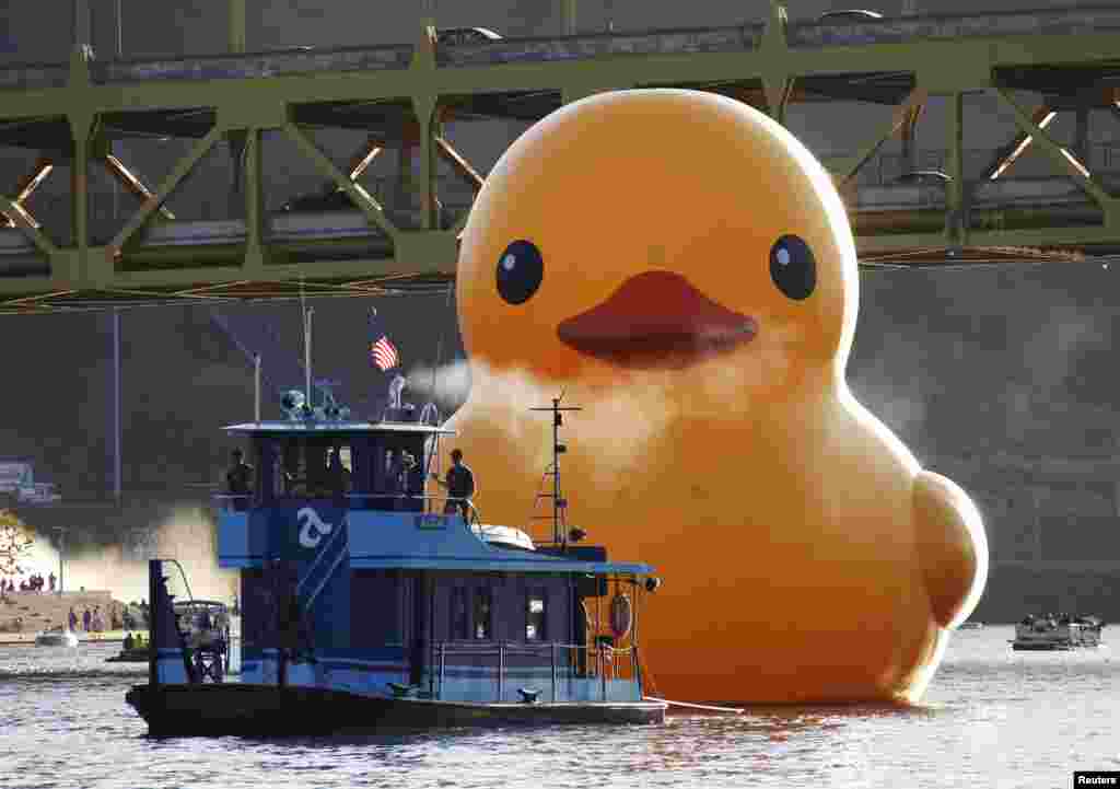 A 40-foot-high (12-meter-high) and 30-foot-wide (nine-meter-wide) inflatable rubber duck, created by Dutch artist Florentijn Hofman, is towed up the Allegheny River in Pittsburgh, Pennsylvania, USA, Sept. 27, 2013.