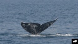 FILE - The fin of a Pacific gray whale.